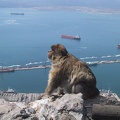 Gibraltar Monkey1